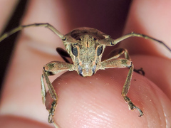 Lochmaeocles cornuticeps