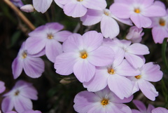 Phlox sibirica
