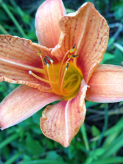 Hemerocallis