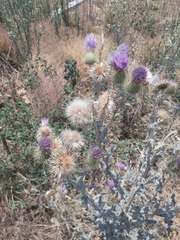 Cirsium rhaphilepis