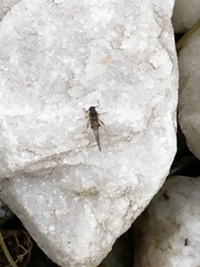 Periphyllus testudinaceus