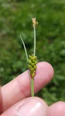Carex meadii