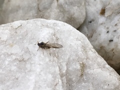 Periphyllus testudinaceus