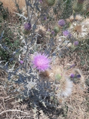 Cirsium rhaphilepis