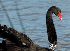 Cygnus atratus