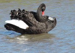 Cygnus atratus