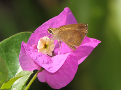 Synapte pecta