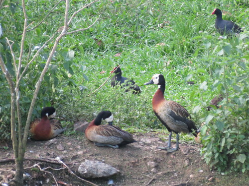 Suirirí cariblanco (Dendrocygna viduata)