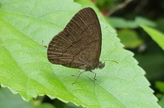 Hermeuptychia gisella