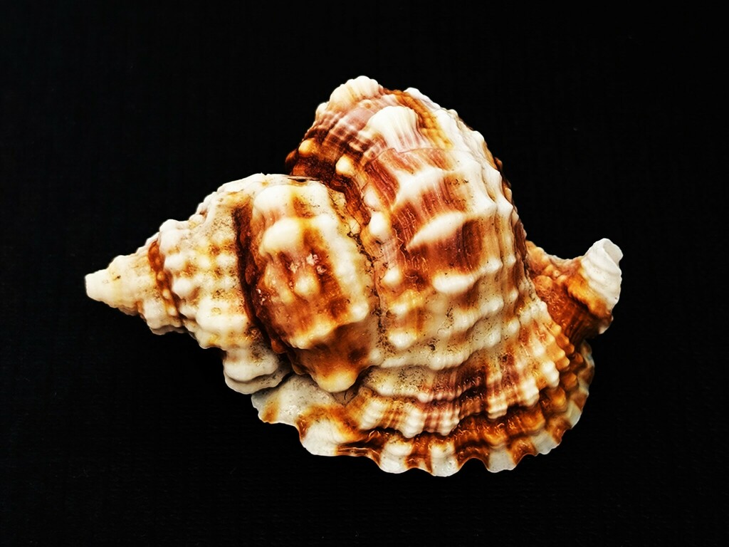 Common distorsio