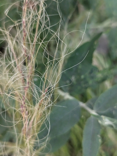 Image of Nassella tenuissima by no rights reserved