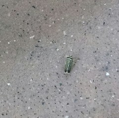 Amblysellus curtisii