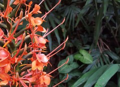 Hedychium coccineum