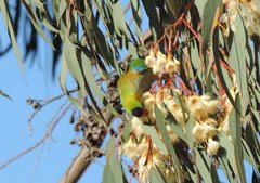 Parvipsitta porphyrocephala
