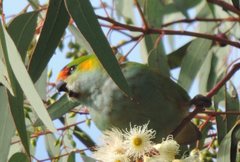 Parvipsitta porphyrocephala