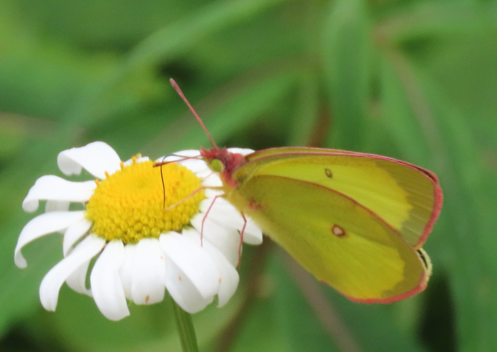 Pink-edged Sulphur