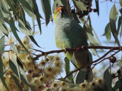 Parvipsitta porphyrocephala