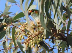 Parvipsitta porphyrocephala