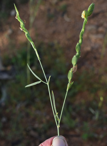 Zornia diphylla observed 2024-03-21