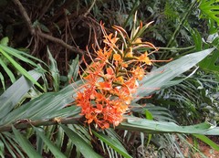 Hedychium coccineum
