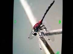 Leucorrhinia glacialis