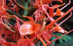 Hedychium coccineum