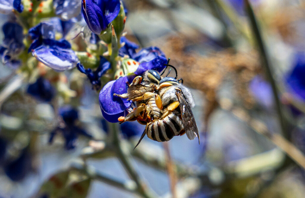 Bequaert's Resin-Leafcutter Bee