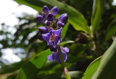 Dichorisandra thyrsiflora