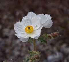 Argemone munita