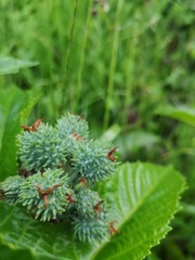 Ricinus communis