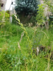 Lolium perenne