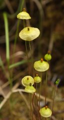 Splachnum luteum
