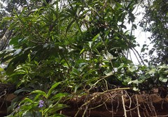 Dichorisandra thyrsiflora