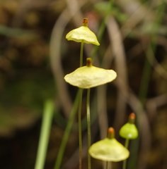 Splachnum luteum