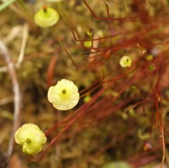 Splachnum luteum