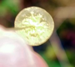 Splachnum luteum