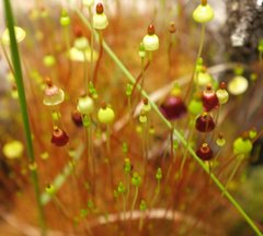 Splachnum luteum