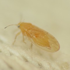 Ceanothia ceanothi