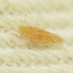 Ceanothia ceanothi