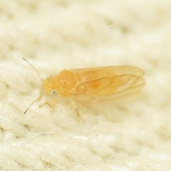 Ceanothia ceanothi