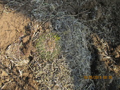 Echinofossulocactus crispatus