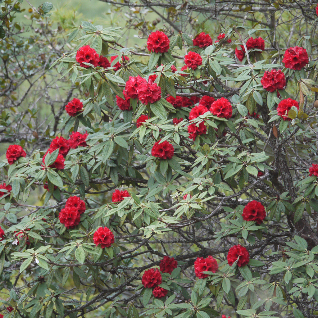 Rododendon Tree Tree Rhododendron (Rhododendron arboreum) - Botanical Realm