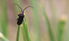 Polemius denticornis