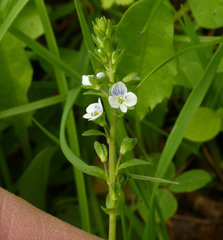 Veronica serpyllifolia serpyllifolia