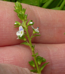 Veronica serpyllifolia serpyllifolia
