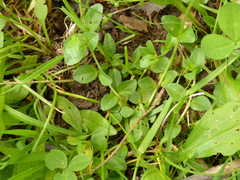 Veronica serpyllifolia serpyllifolia