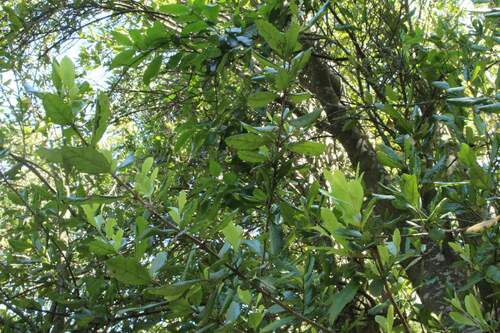 Olivillo (Aextoxicon punctatum)