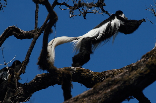 Mount Kilimanjaro Guereza