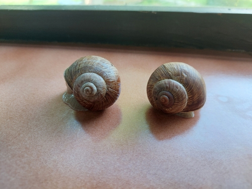Roman Snail