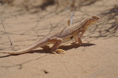 Yuman Desert Fringe-Toed Lizard photo 2